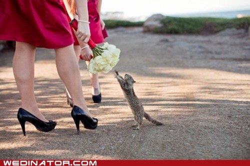 Der Brautstrauß und das Eichhörnchen