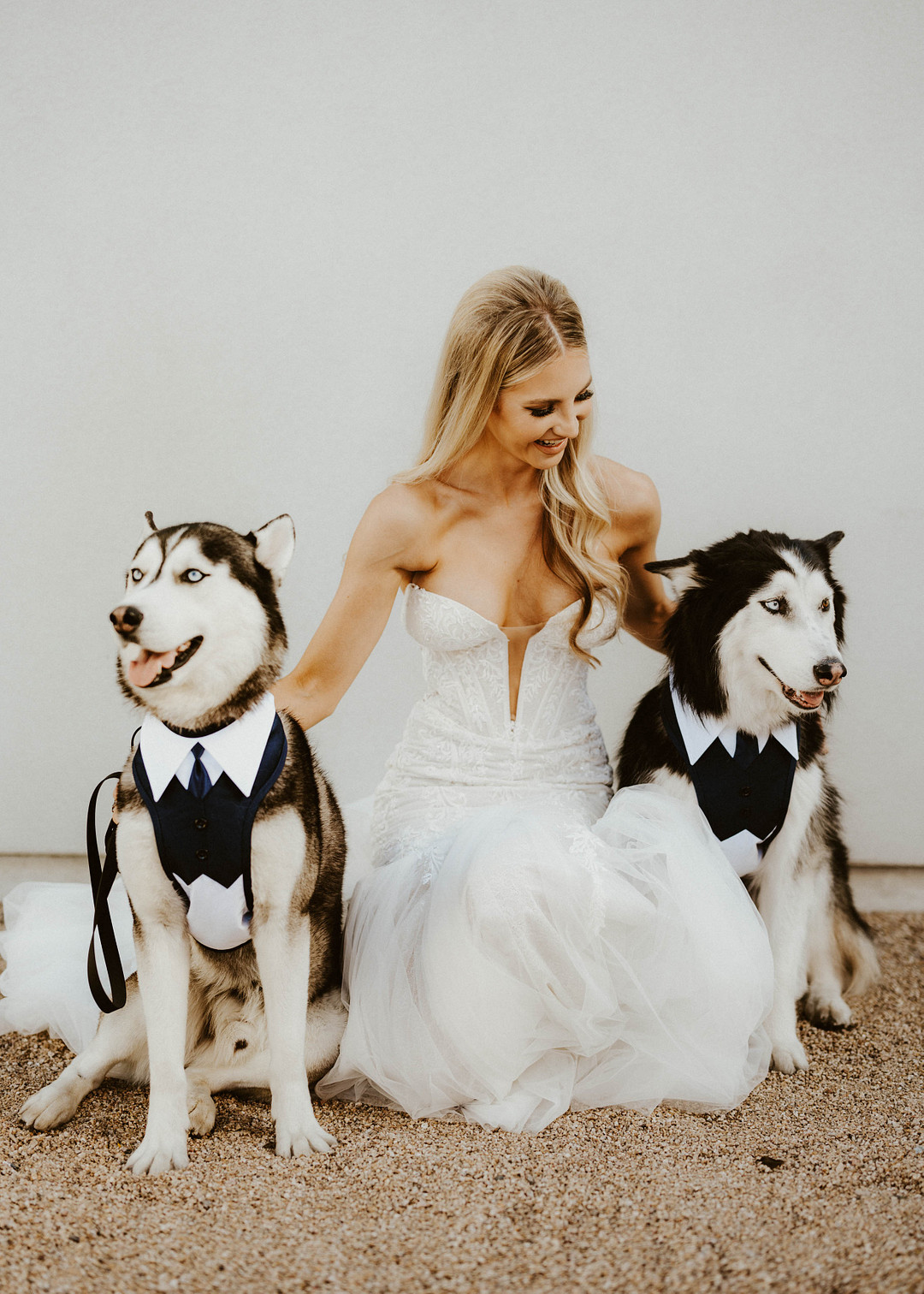 Huskies im Anzug sind die schönsten Hunde auf der Hochzeit